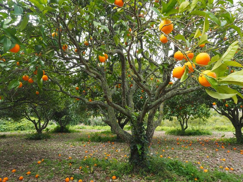 Wither the low-hanging fruit Wither the low-hanging fruit