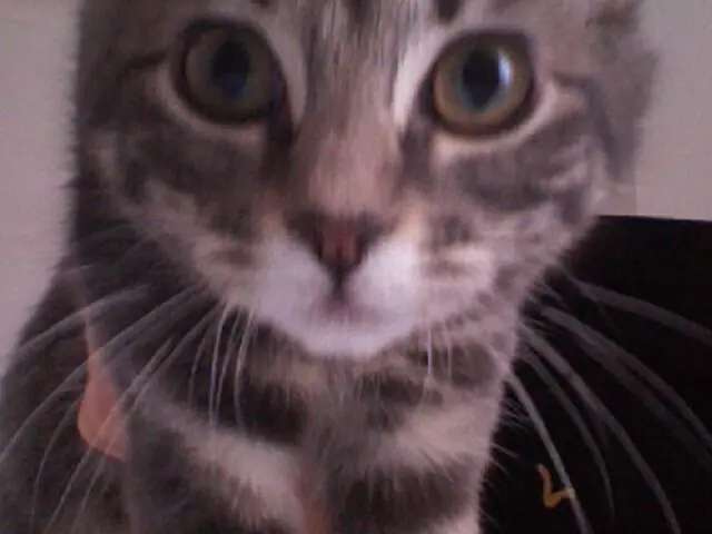 A tabby kitten filling the frame