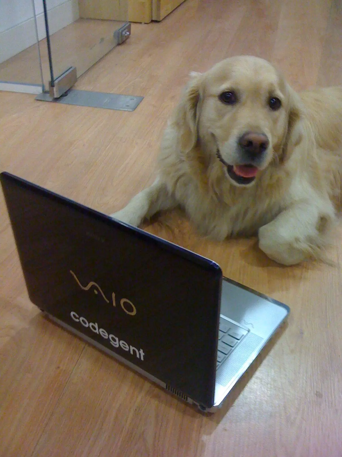 A golden retriever lying on the studio floor behind a laptop with a codegent sticker